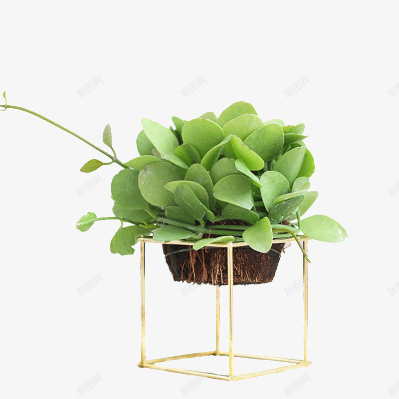 花盆架和绿植盆栽png免抠素材_新图网 https://ixintu.com 叶子 实物图 植物 盆景 盆栽 简图 绿植 花盆架
