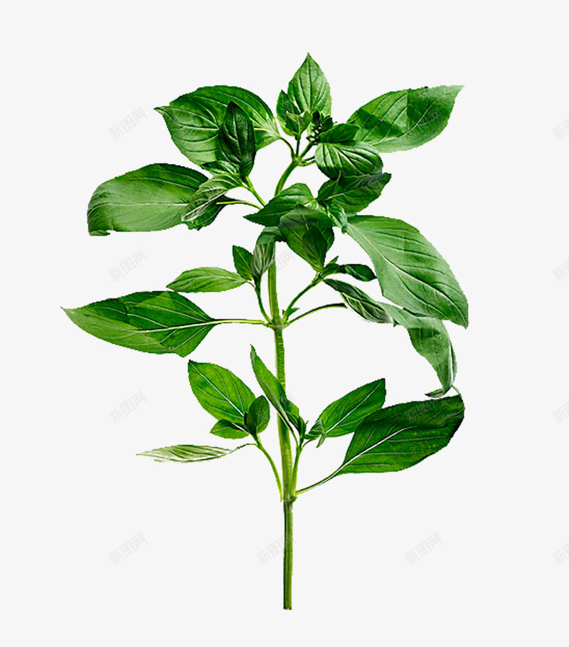红辣椒树png免抠素材_新图网 https://ixintu.com 植物 调料 辣椒树 辣椒树PNG图片