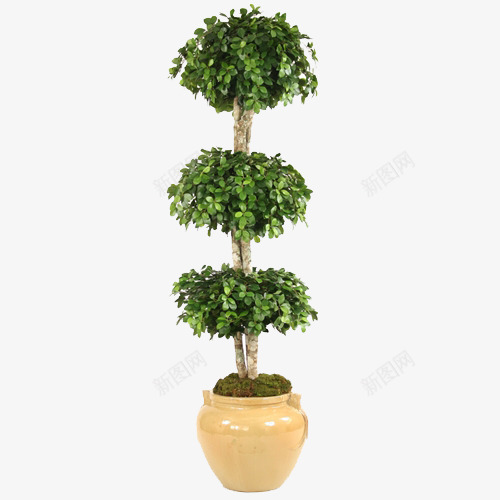 绿色植物树盆栽修剪枝叶常绿png免抠素材_新图网 https://ixintu.com 三层修剪树 盆栽绿植 米黄色花盆