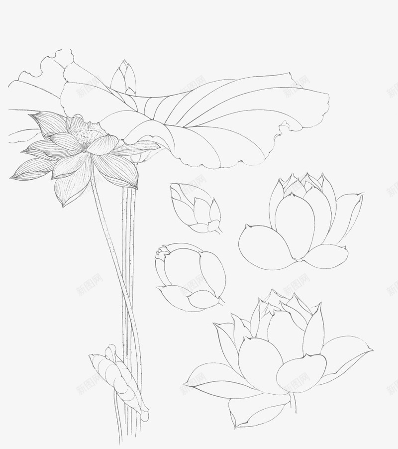 各种画法莲花线稿图标png_新图网 https://ixintu.com 各种画法莲花 花儿线稿 荷花 荷花线稿 莲花 莲花画稿图片素材 莲花线稿