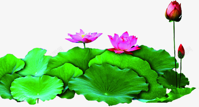 荷叶粉色荷花花苞png免抠素材_新图网 https://ixintu.com 粉色 花苞 荷叶 荷花
