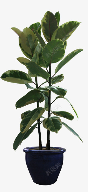 花盆psd免抠素材_新图网 https://ixintu.com 盆栽 花盆 陶瓷花盆