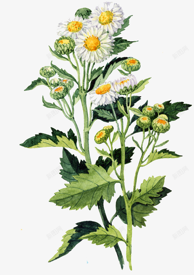 水彩菊花png免抠素材_新图网 https://ixintu.com 卡通 手绘 水彩 菊花 菊花图案 菊花彩绘 鲜花