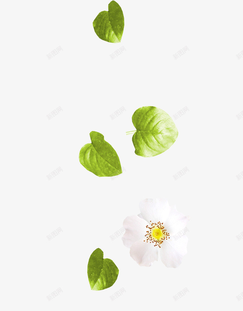 漂浮花叶png免抠素材_新图网 https://ixintu.com 叶子 树叶 花朵 鲜花
