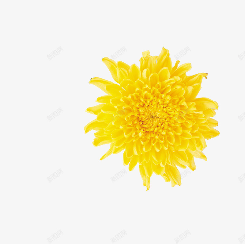 美丽菊花png免抠素材_新图网 https://ixintu.com 花朵 菊花 黄菊