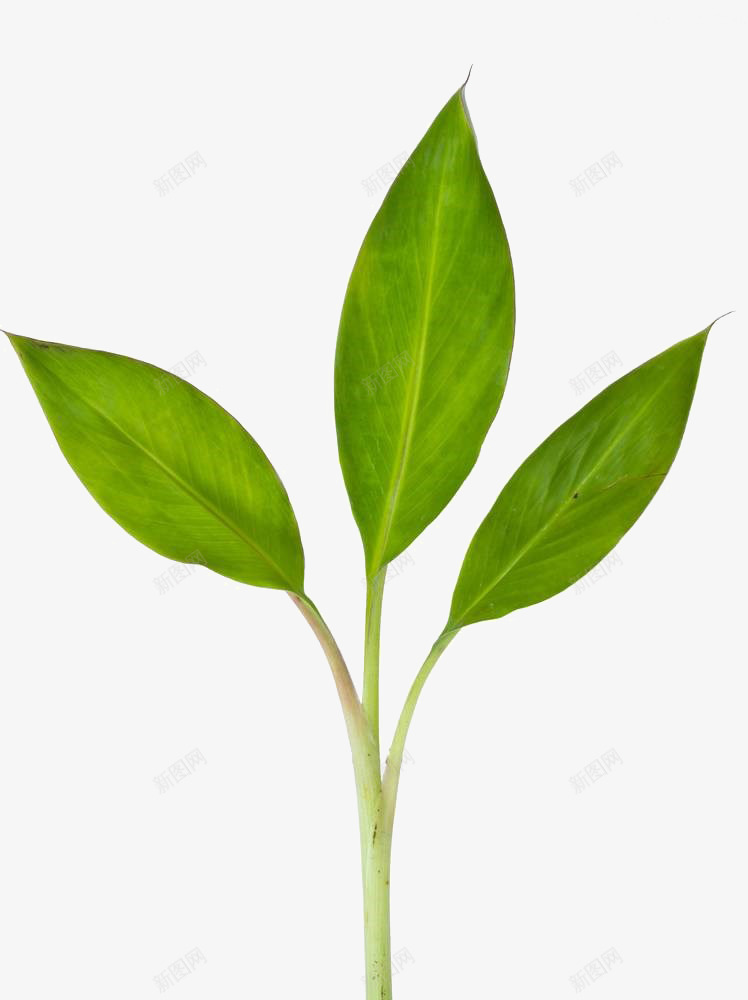 香蕉苗摄影png免抠素材_新图网 https://ixintu.com 农业 叶子 实物 摄影 有机 植物 种植 红薯苗 绿色 自然 花 花园 苗圃 蕉叶 香蕉苗