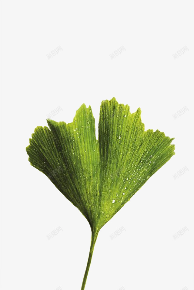纹理银杏叶png免抠素材_新图网 https://ixintu.com 一片银杏叶 叶子 树叶 植物 纹理 纹路 绿色