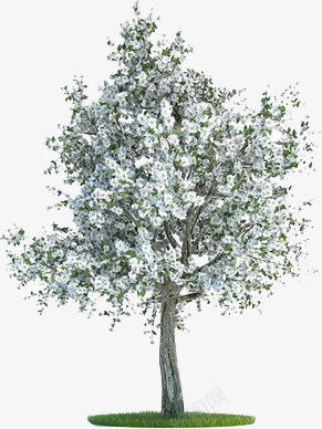 白色花朵植物大树png免抠素材_新图网 https://ixintu.com 大树 植物 白色 花朵