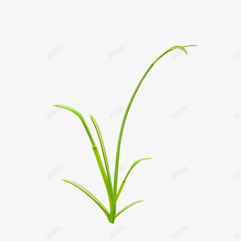 一株小草png免抠素材_新图网 https://ixintu.com 植物 绿色 草 设计素材