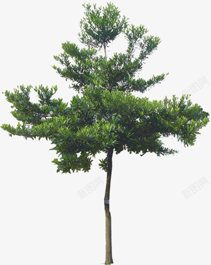 绿色植物公园景观大树png免抠素材_新图网 https://ixintu.com 公园 大树 景观 绿色植物