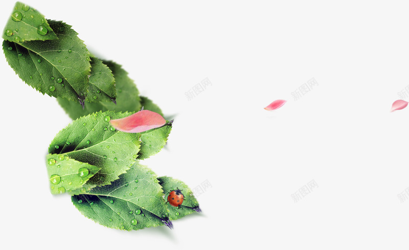 粉色漂浮花瓣植物露珠春天png免抠素材_新图网 https://ixintu.com 春天 植物 漂浮 粉色 花瓣 露珠