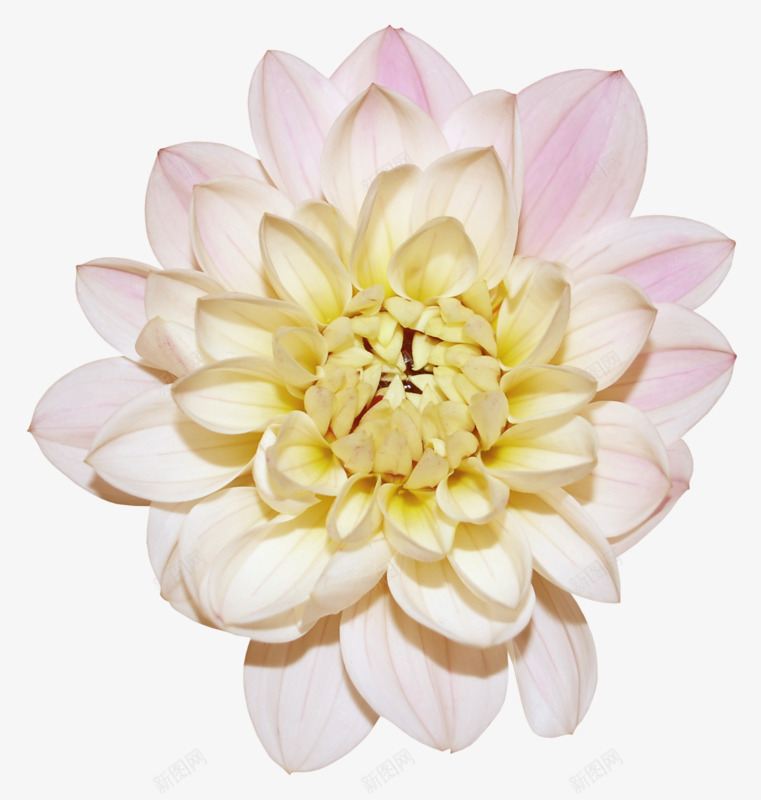 粉色大丽花png免抠素材_新图网 https://ixintu.com 大丽花 漂浮 粉色 花儿 花瓣 鲜花