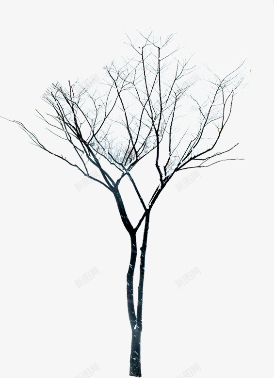 冬季雪后大树风景png免抠素材_新图网 https://ixintu.com 冬季 大树 雪后 风景