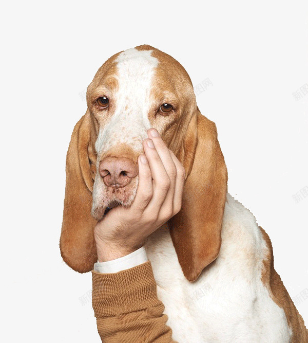 托着下巴的猎狐犬png免抠素材_新图网 https://ixintu.com 动物 手 爱护动物 狗 猎狐犬