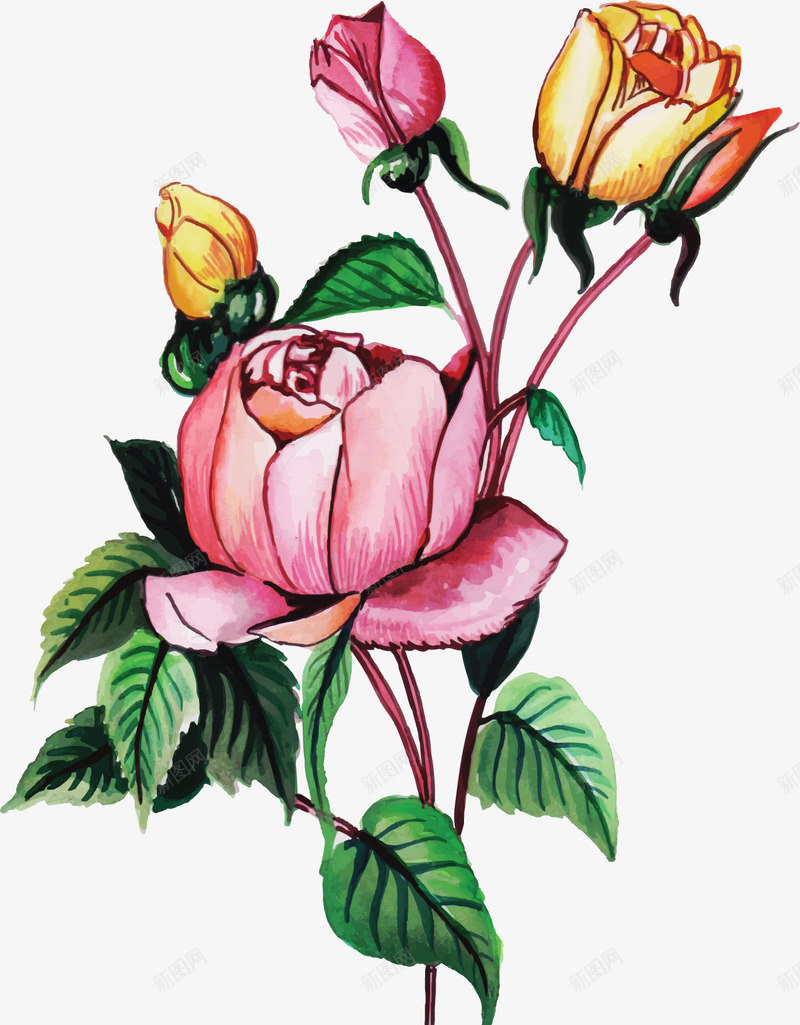 美丽手绘月季花朵矢量图ai免抠素材_新图网 https://ixintu.com 夏天 月季 月季花 月季花朵 矢量png 美丽花朵 矢量图