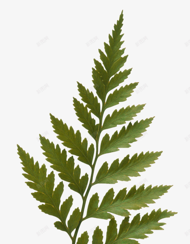 漂浮小草png免抠素材_新图网 https://ixintu.com 叶子 小草 漂浮 绿色
