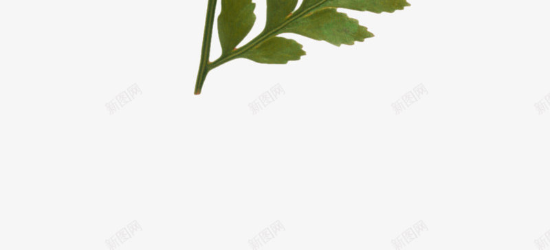 漂浮小草png免抠素材_新图网 https://ixintu.com 叶子 小草 漂浮 绿色