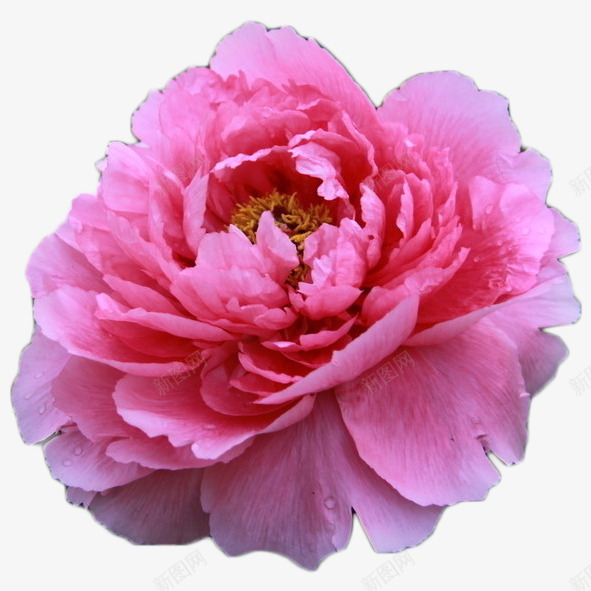 花朵png免抠素材_新图网 https://ixintu.com 植物 绽放的花儿 美丽花朵 花朵