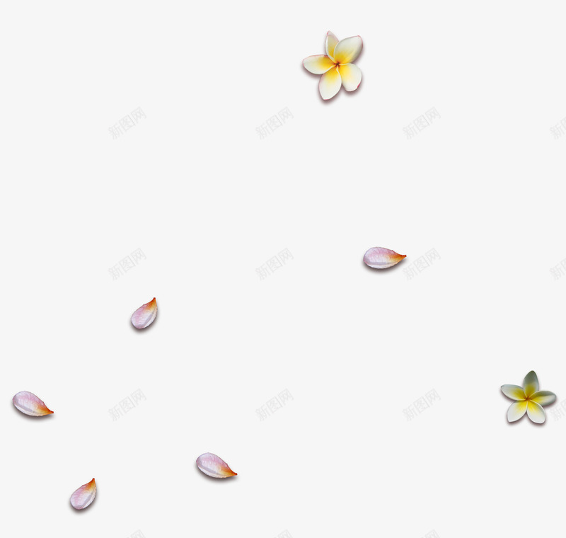粉色花瓣鸡蛋花漂浮png免抠素材_新图网 https://ixintu.com 免抠PNG 漂浮 粉色 花瓣 鸡蛋花
