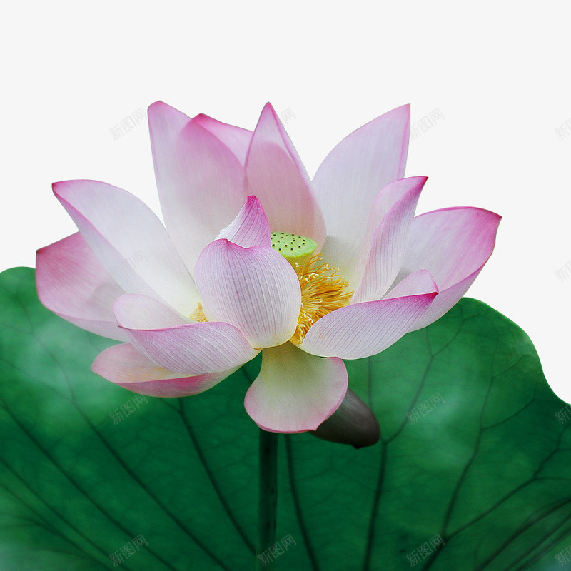 荷花荷叶手绘图案png免抠素材_新图网 https://ixintu.com 手绘图 美丽的 花朵 花瓣 荷叶 荷塘 荷花