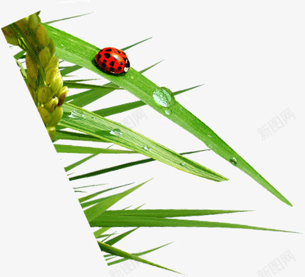 小草上的露珠瓢虫png免抠素材_新图网 https://ixintu.com 小草 瓢虫 草尖 露珠