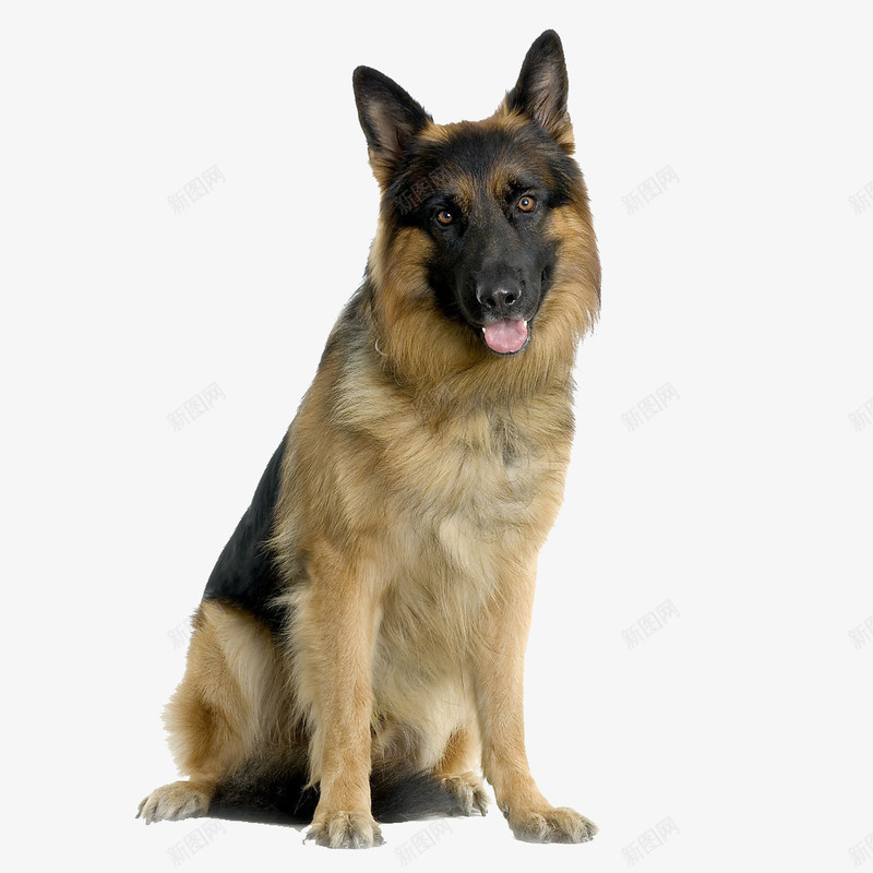 吐舌头的狼狗png免抠素材_新图网 https://ixintu.com 产品实物 宠物 犬 狗 狼狗