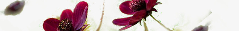 梦幻漂浮花朵元素psd免抠素材_新图网 https://ixintu.com 梦幻 植物 漂浮花朵 装饰花朵