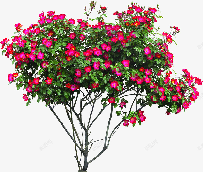 粉色花朵绿叶大树png免抠素材_新图网 https://ixintu.com 大树 粉色 绿叶 花朵