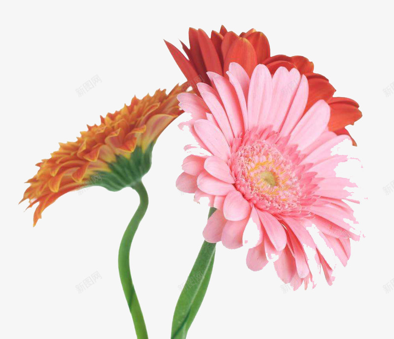 百花绽放png免抠素材_新图网 https://ixintu.com 清香 百花绽放 绽放 绿色 美丽 艳丽 花朵 芳香 鲜艳