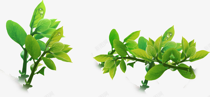 绿色环保树叶风光景色png免抠素材_新图网 https://ixintu.com 景色 树叶 环保 绿色 风光