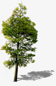 环保大树美景景观png免抠素材_新图网 https://ixintu.com 大树 景观 环保 美景