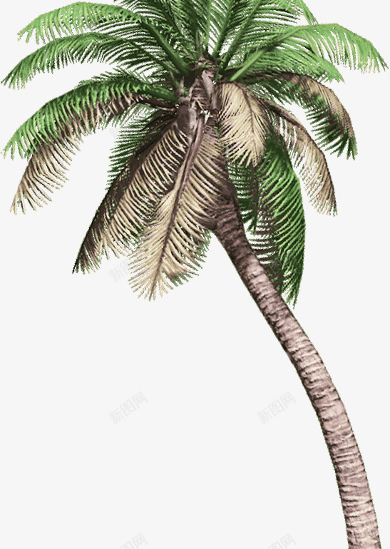 绿树干枯大树植物png免抠素材_新图网 https://ixintu.com 大树 干枯 植物 绿树