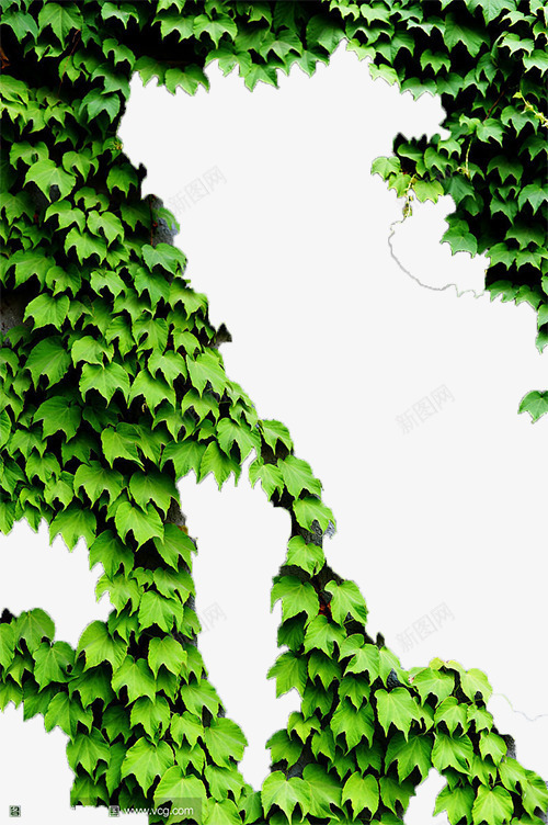 绿色爬墙虎png免抠素材_新图网 https://ixintu.com 植物 爪子 爬墙虎 环保 绿化 绿色 装饰 顽固 顽强