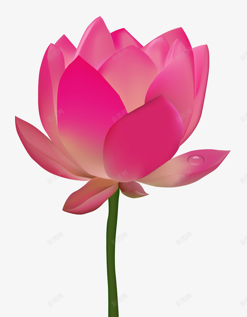 美艳莲花植物png免抠素材_新图网 https://ixintu.com 植物 美丽 花朵 莲花