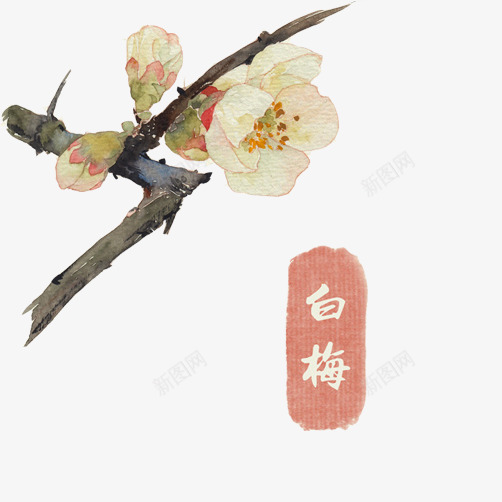 梅花png免抠素材_新图网 https://ixintu.com 冬梅 手绘画 梅花 白梅