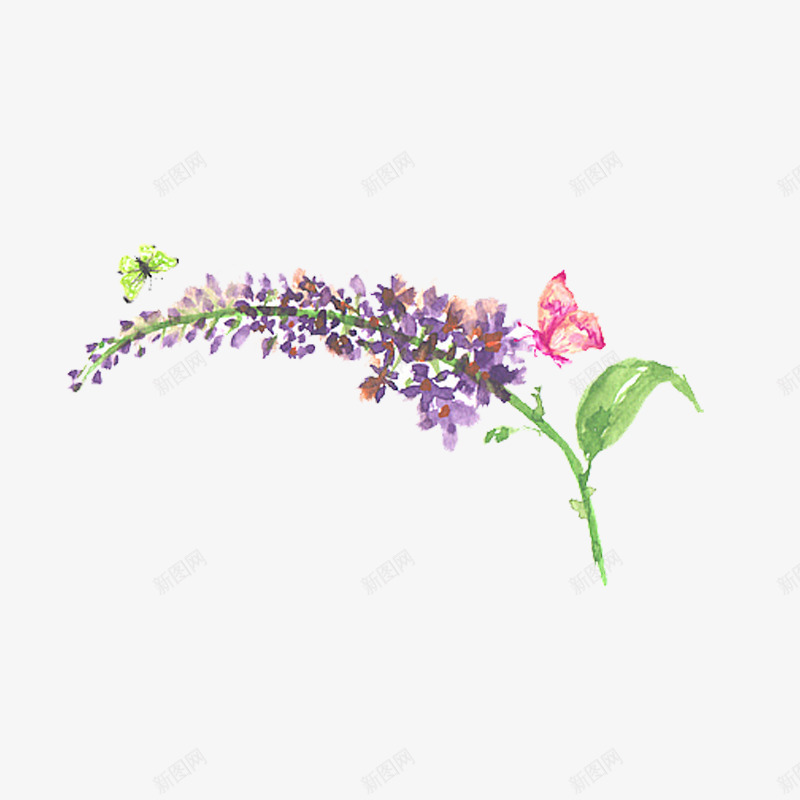 狗尾巴草png免抠素材_新图网 https://ixintu.com 彩色 手绘 狗尾草 竖旗