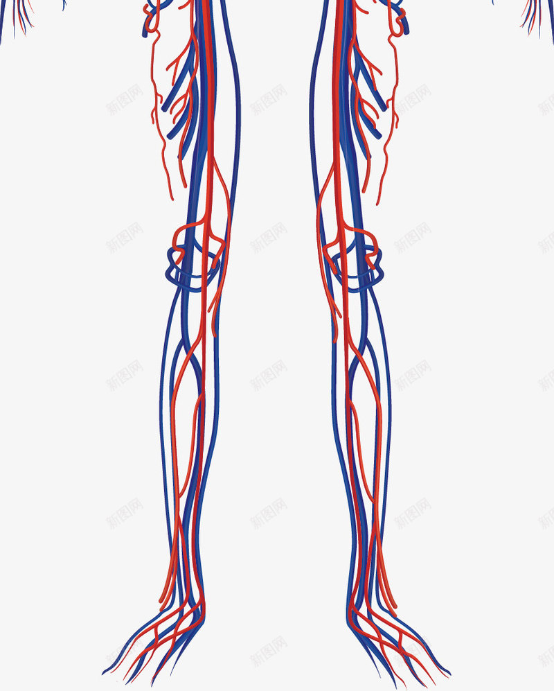 人体血管png免抠素材_新图网 https://ixintu.com 人体内脏器官 人体器官 人体血管 医疗健康 医疗内脏 医疗卡通 医疗器械 医疗科技 医疗科研 血管图案 身体构造