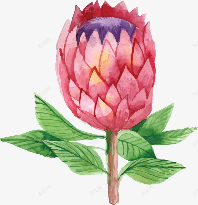 粉红水彩夏天花朵矢量图ai免抠素材_新图网 https://ixintu.com 夏天 夏天花朵 矢量png 粉红花朵 美丽夏花 美丽花朵 矢量图