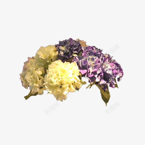 美丽的绣球花png免抠素材_新图网 https://ixintu.com 产品实物 绣球花 美丽 花朵