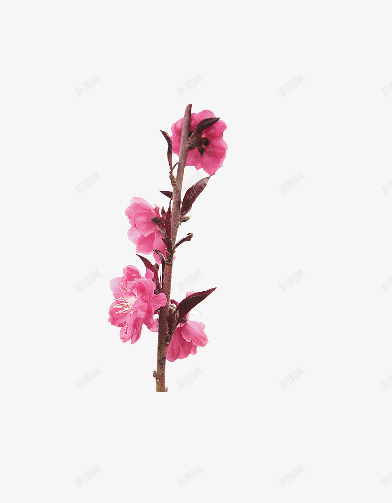 唯美美丽桃花png免抠素材_新图网 https://ixintu.com 唯美 桃花 美丽 花朵 花枝