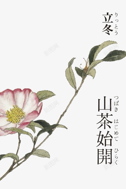 山茶花png免抠素材_新图网 https://ixintu.com 和风 和风花纹 手绘 立冬 花