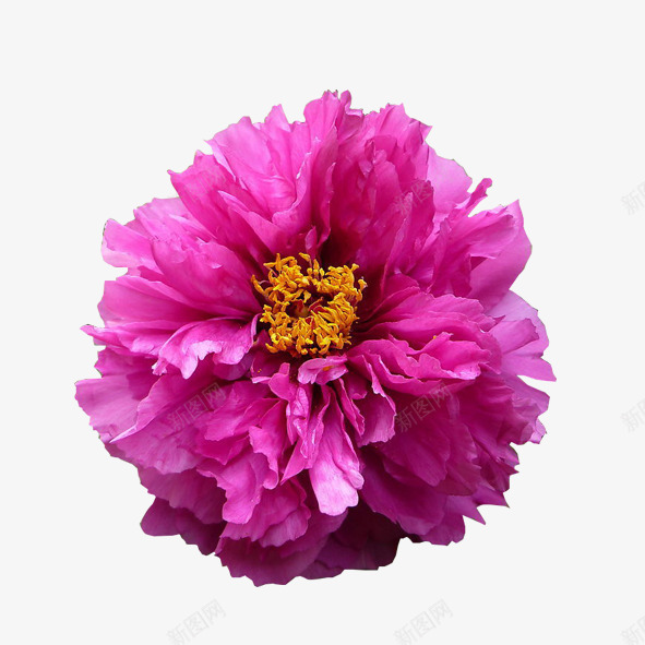 花朵png免抠素材_新图网 https://ixintu.com 植物 绽放的花儿 美丽花朵 花朵