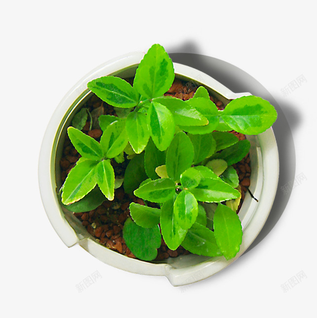 绿色小草png免抠素材_新图网 https://ixintu.com 绿色小草 花盆 草芽
