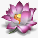 花莲花东方粉红色的packyuuyakepng免抠素材_新图网 https://ixintu.com flower icq lotus oriental pink 东方 粉红色的 花 莲花
