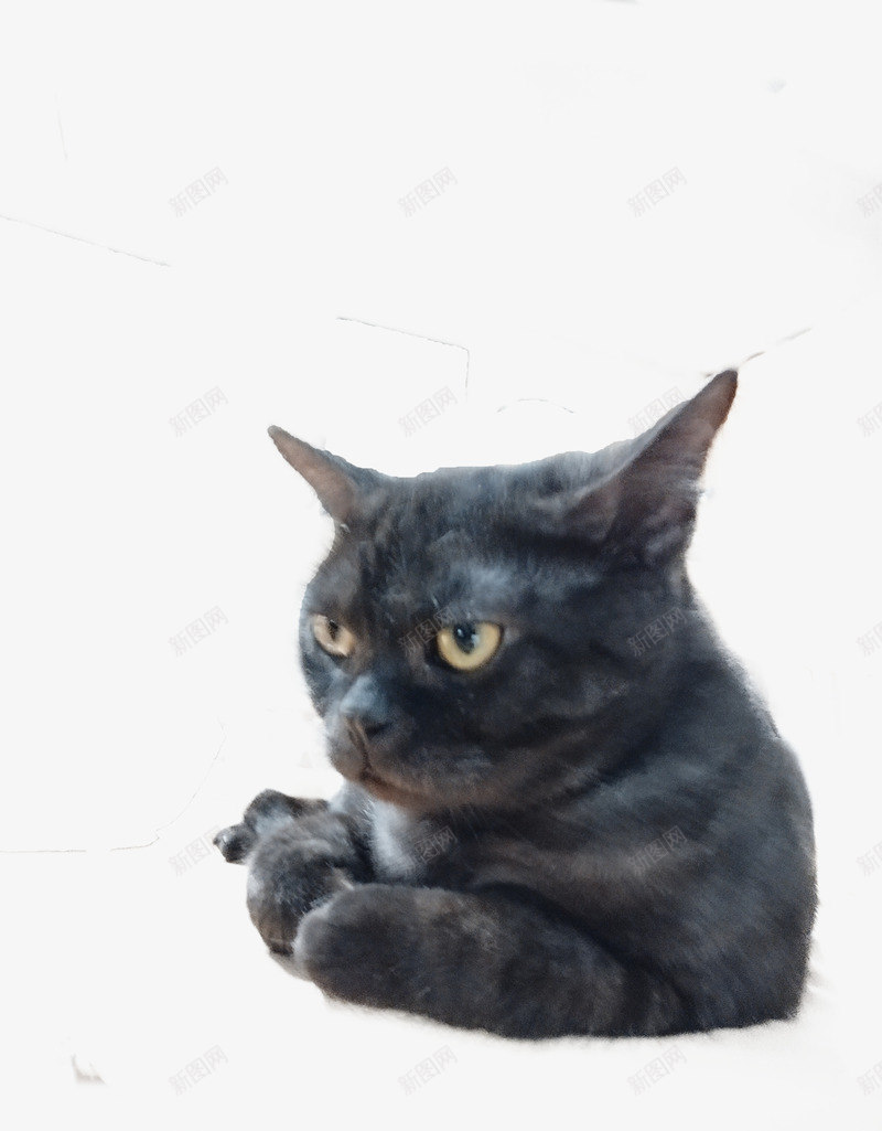 可爱宠物猫小黑png免抠素材_新图网 https://ixintu.com 喵星人 宠物 小黑 猫