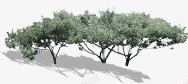 春天美化湖畔大树装饰png免抠素材_新图网 https://ixintu.com 大树 春天 湖畔 美化 装饰