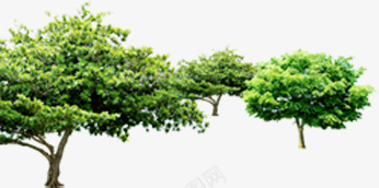 手绘绿色大树植物景观png免抠素材_新图网 https://ixintu.com 大树 景观 植物 绿色