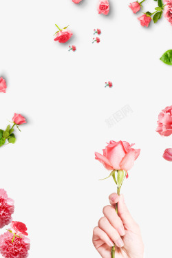 情人节粉色玫瑰花装饰素材
