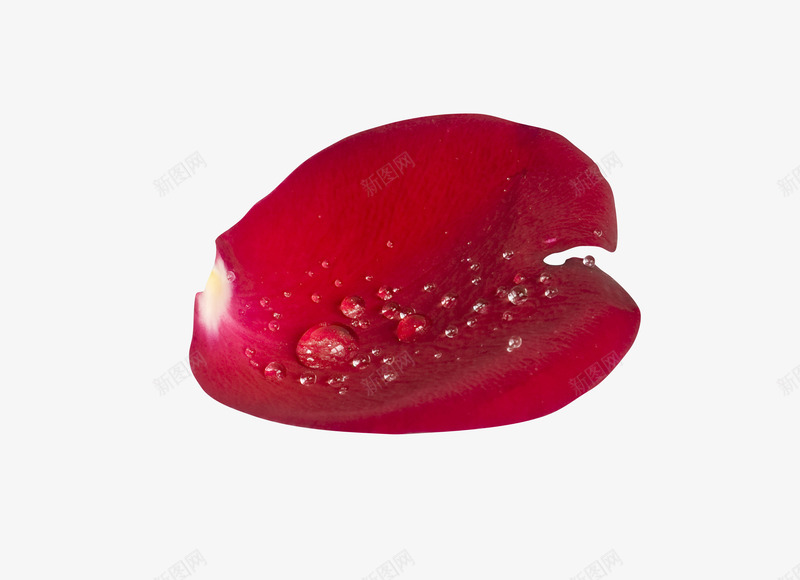 情节节玫瑰花瓣漂浮露珠png免抠素材_新图网 https://ixintu.com 婚纱照花瓣 玫瑰花花瓣 粉红素材 节日 飘落装饰 鲜花