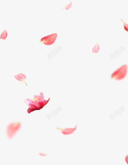 纷飞红色漂浮花瓣png免抠素材_新图网 https://ixintu.com 漂浮 红色 纷飞 花瓣